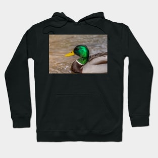 Mallard duck portrait Hoodie